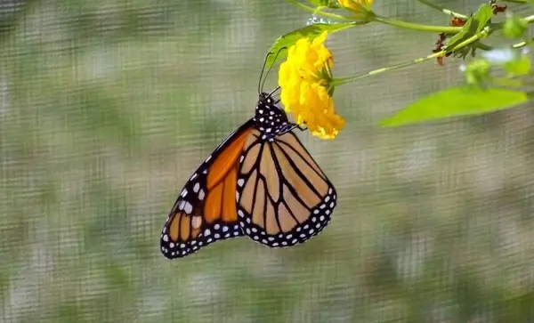 monarch butterfly on flower