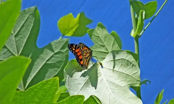 monarch butterfly on leaf