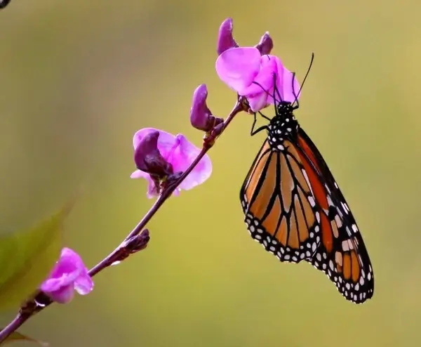 monarch butterfly wings flying insect