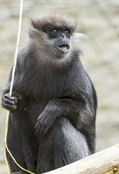 monkey and rope