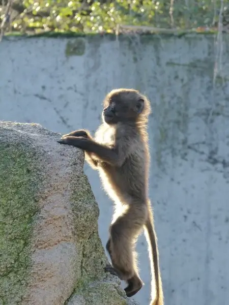 monkey dschelada ape baby