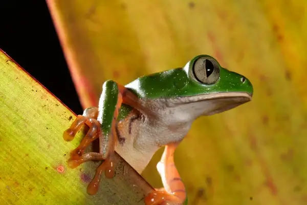 monkey frog