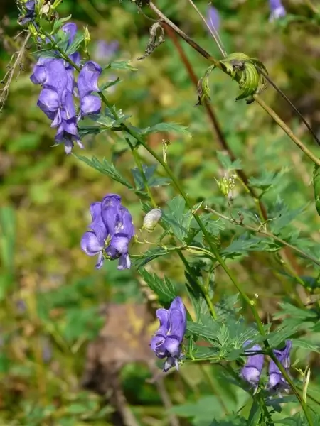 monkshood plant poisonous plant