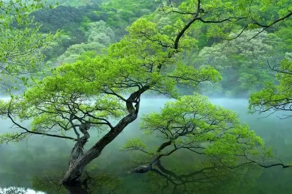 mood tree hd picture