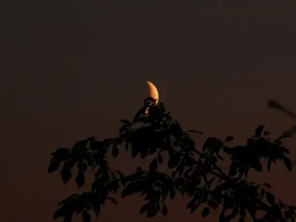moon and a tree branch