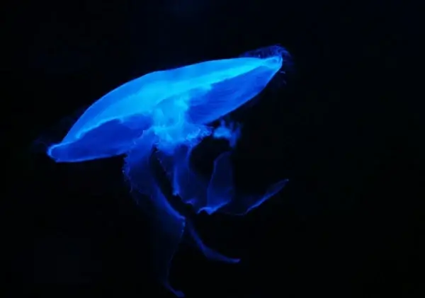 moon jellyfish