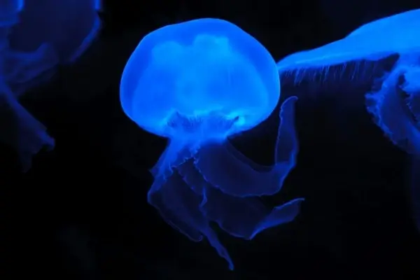 moon jellyfish