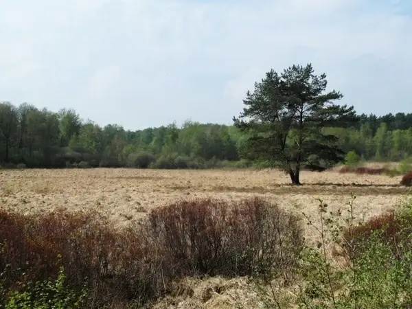 moor light spring
