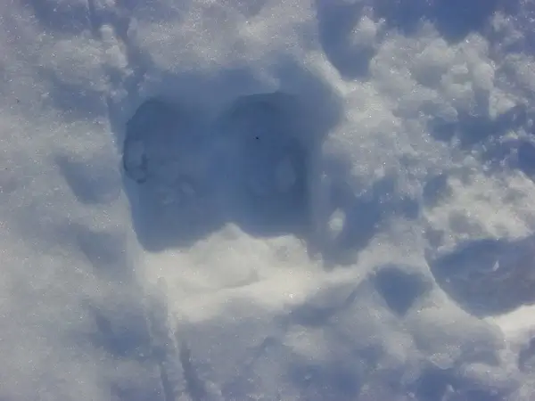 moose footprint