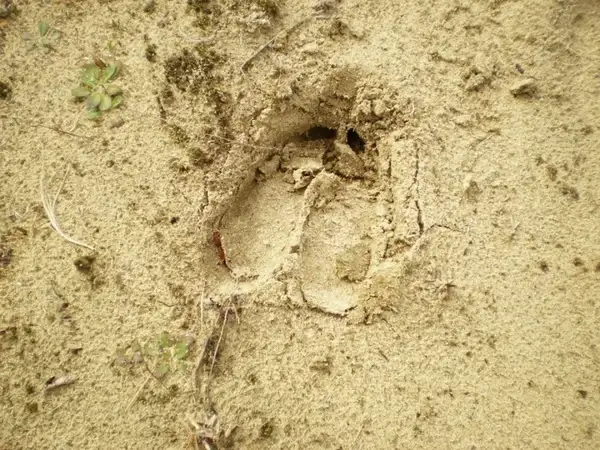 moose footprint