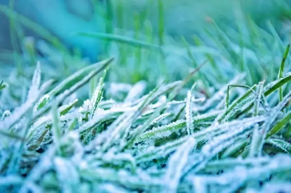 morning frozen grass