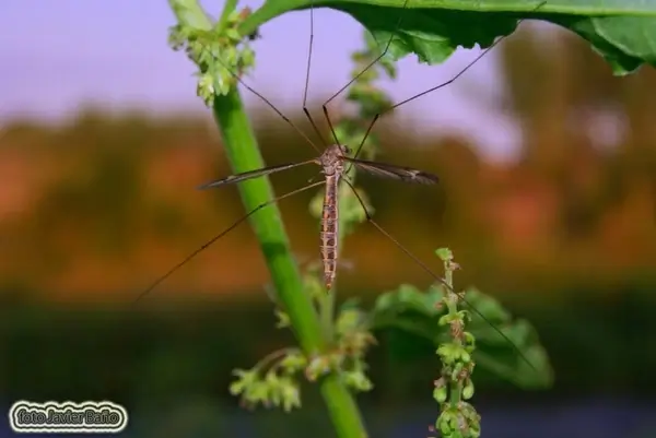 mosquito
