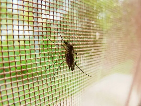 mosquito bug insect