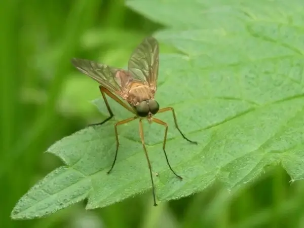 mosquito insect animal