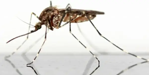 mosquito insect schnake