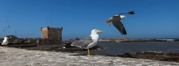 mouettes seagulls