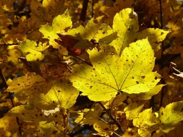 mountain maple acer pseudoplatanus maple