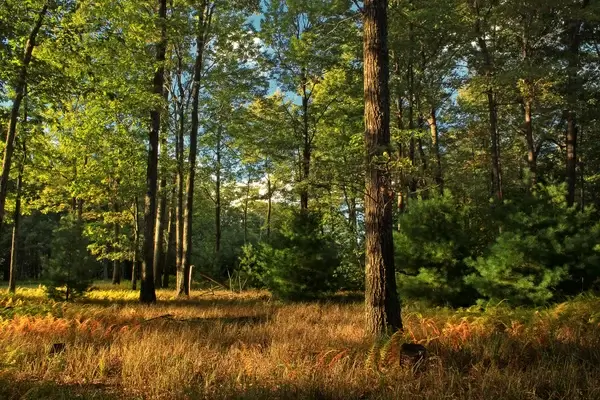 mountaintop forest