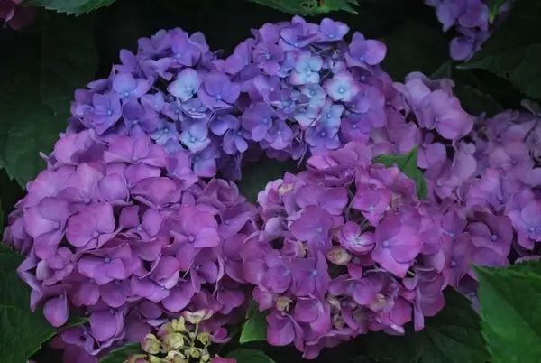 multi color hydrangea