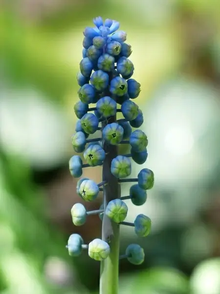 muscari bud hyacinth