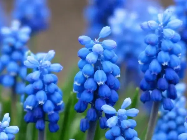 muscari common grape hyacinth flower
