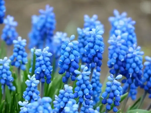 muscari common grape hyacinth flower