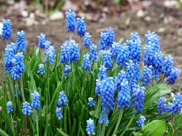muscari common grape hyacinth flower