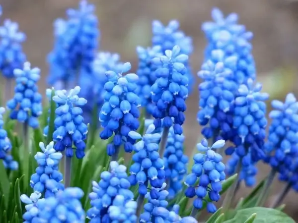 muscari common grape hyacinth flower