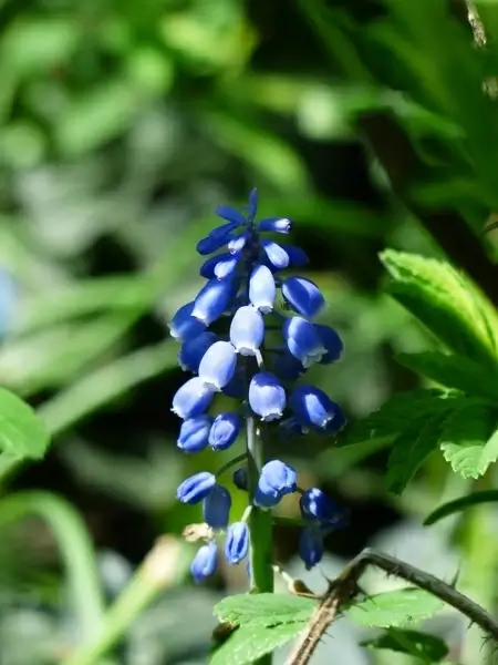 muscari hyacinth common grape hyacinth