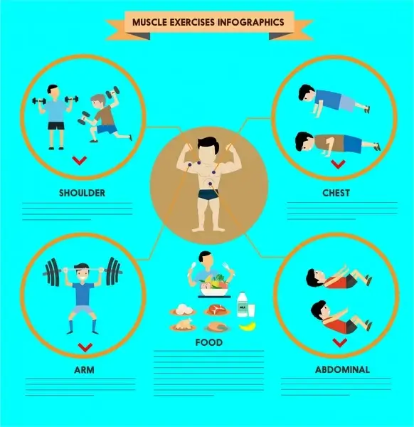 muscle exercises infographics illustration with various exercises