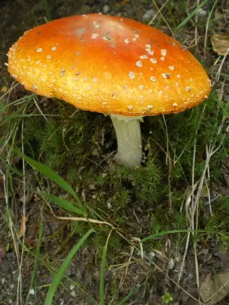 mushroom 3