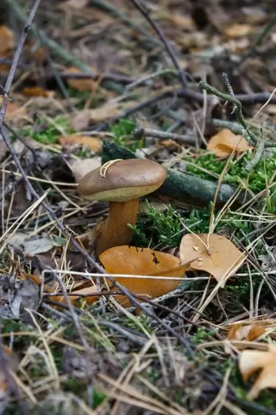 mushroom brown chestnut boletus las