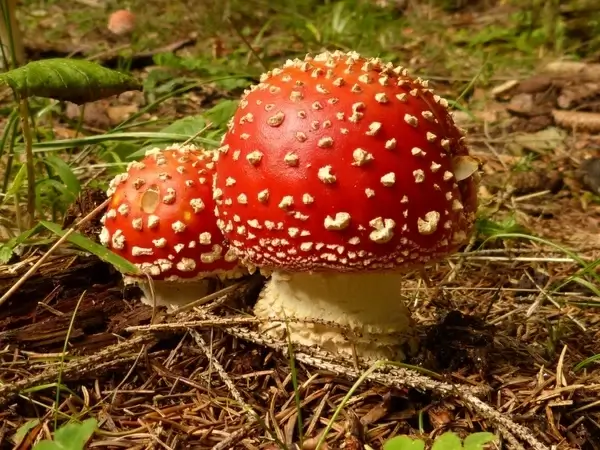 mushroom fly agaric toxic