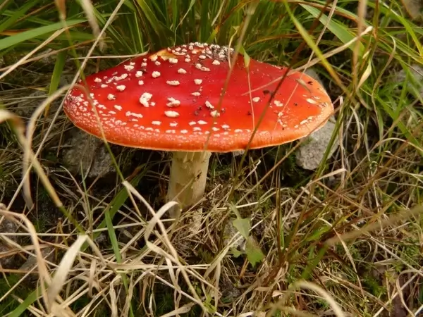 mushroom fly agaric toxic