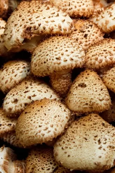 mushroom texture