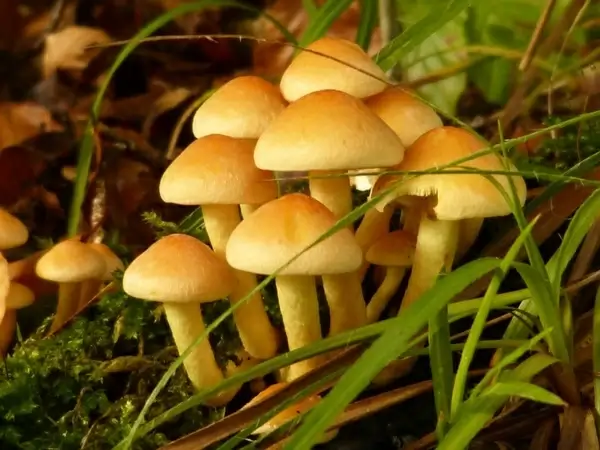 mushrooms forest toxic