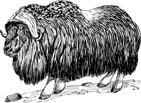 musk ox