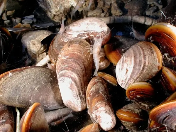 mussels shrimp tuna