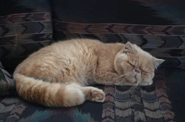 my persian cat sleeping