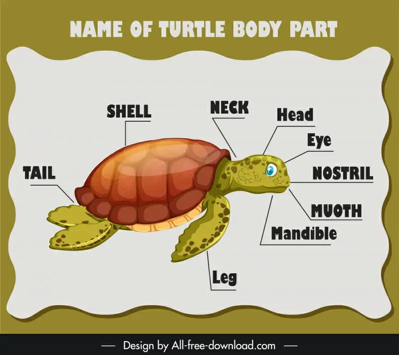 name of turtle body part education template shiny cartoon texts sketch