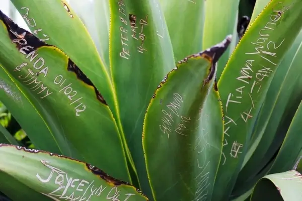 names on leaves