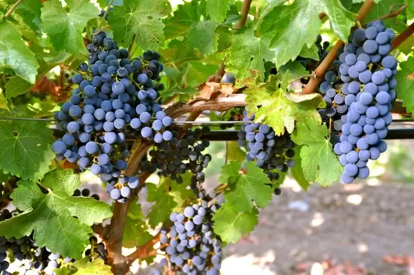 napa valley