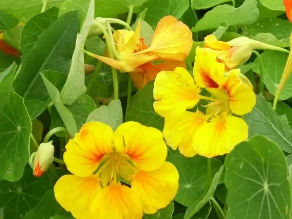 nasturtium 