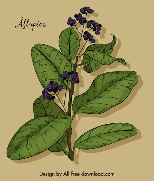natural allspice painting colored vintage design
