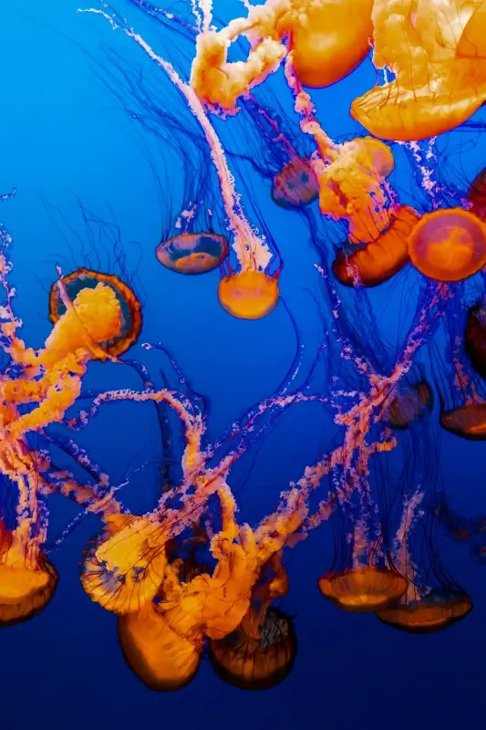 natural jellyfish scene picture dynamic modern 