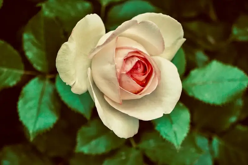 natural rose picture blooming closeup elegant scene