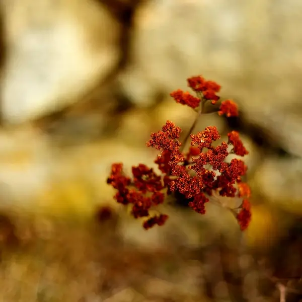 natural rust