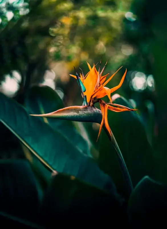 natural scene picture contrast Bird of paradise flower leaves scene