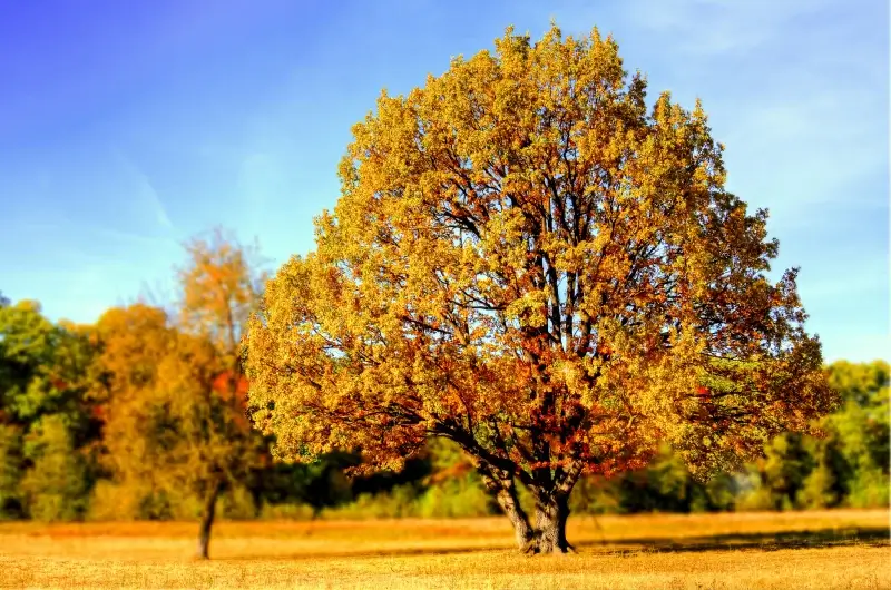 natural trees backdrop elegant bright 