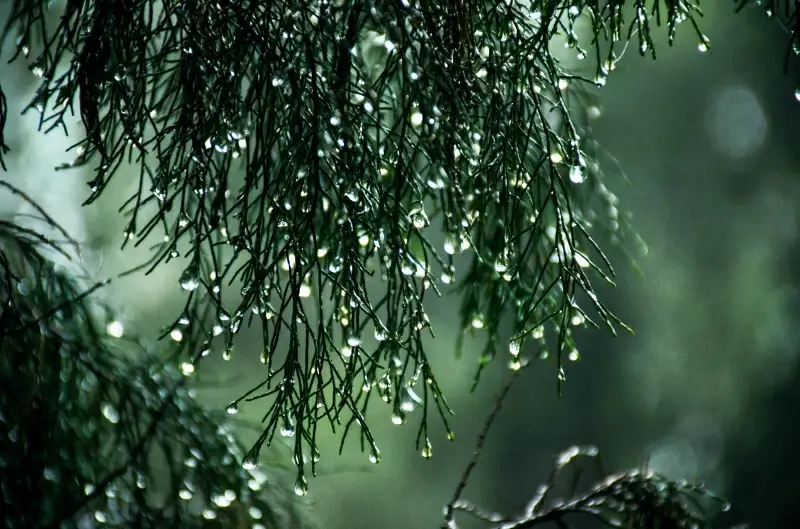 nature backdrop dark wet leaves scene